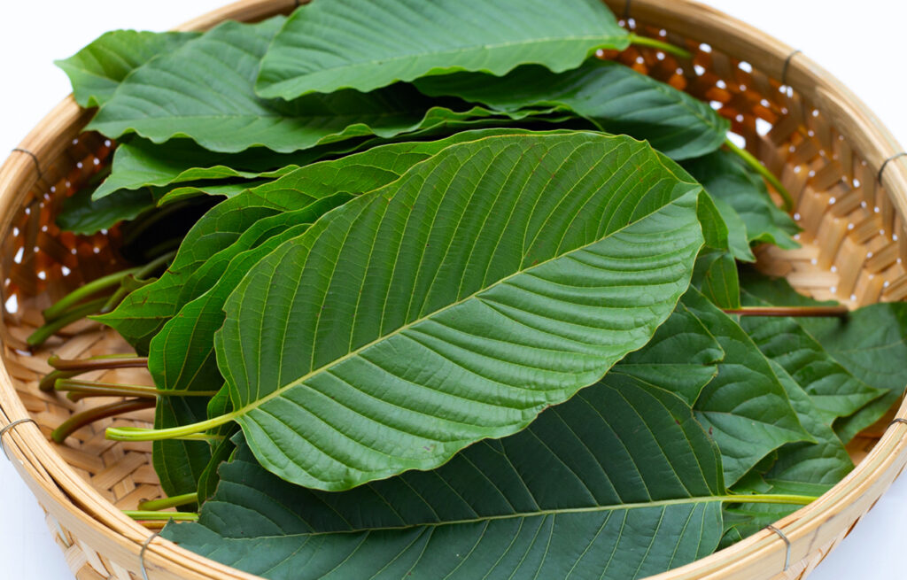 Fresh kratom leaves placed in a basket showcase kratom uses and benefits while also hinting at its history and controversies.