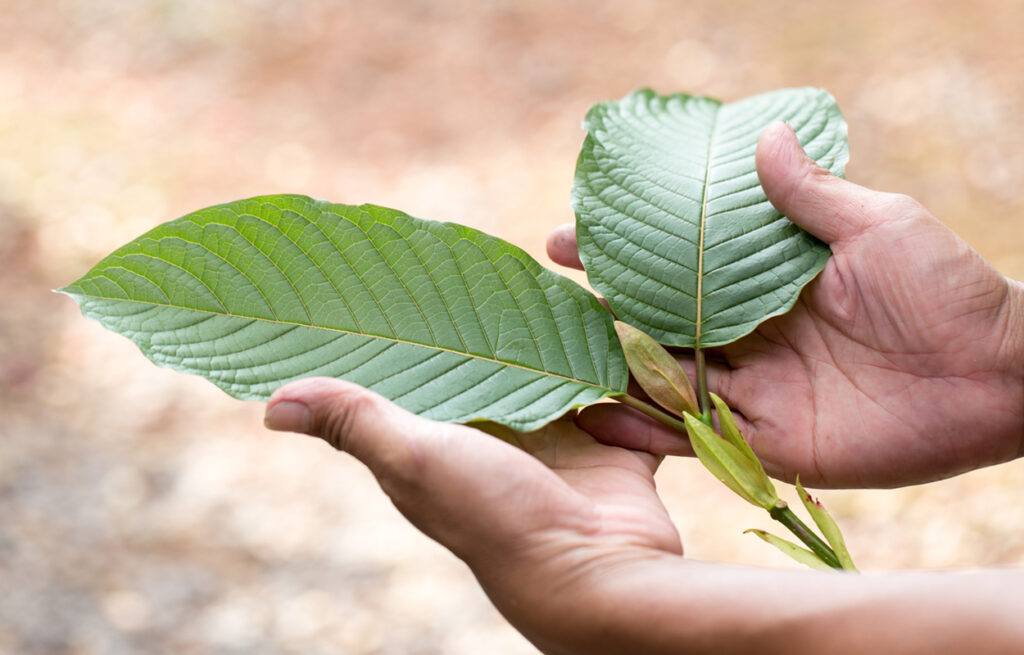 A person holding kratom leaves symbolizes the exploration of kratom uses and benefits while acknowledging its history and controversies